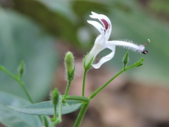 Andrographis paniculata