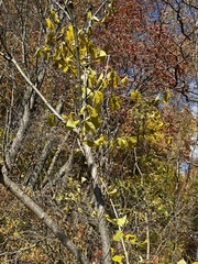 Celastrus scandens