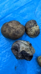 Heliogaster columellifer