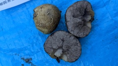 Heliogaster columellifer