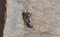 Megachile canariensis