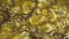 Heliogaster columellifer