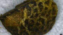 Heliogaster columellifer