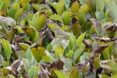 Phylloscopus fuscatus