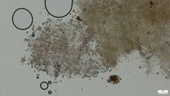 Heliogaster columellifer