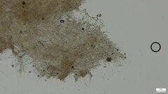 Heliogaster columellifer