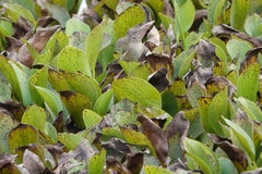 Phylloscopus fuscatus