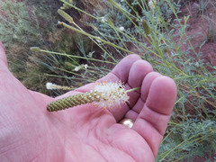 Dalea candida oligophylla
