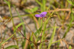 Murdannia spirata