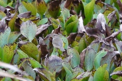 Phylloscopus fuscatus