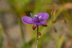 Murdannia spirata