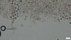 Heliogaster columellifer