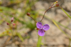 Murdannia spirata