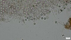 Heliogaster columellifer