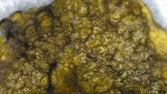 Heliogaster columellifer