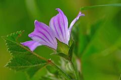Malva sylvestris