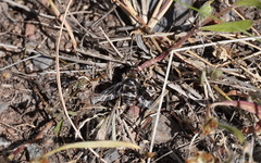 Thyridanthrax indigenus