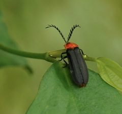 Pyrocoelia formosana
