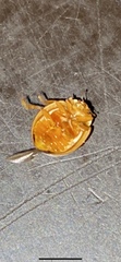 Olla