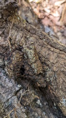 Henningsomyces candidus