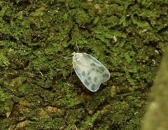 Borysthenes maculatus