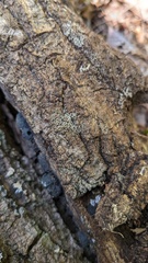 Henningsomyces candidus