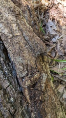 Henningsomyces candidus