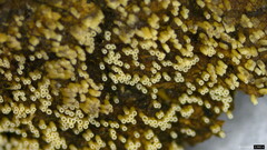 Henningsomyces candidus