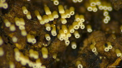 Henningsomyces candidus