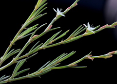 Oxygonum dregeanum