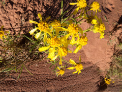 Senecio flaccidus flaccidus