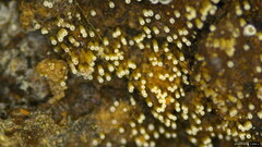 Henningsomyces candidus