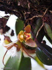 Maxillaria acutifolia