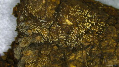 Henningsomyces candidus