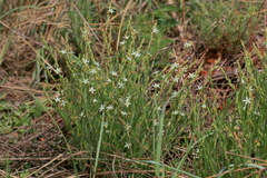 Oxygonum dregeanum