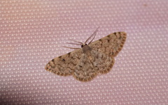 Scopula asellaria
