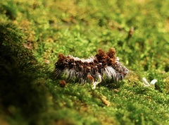 Euproctis chrysorrhoea