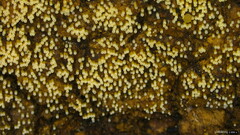 Henningsomyces candidus