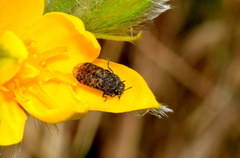 Acmaeodera ruficaudis