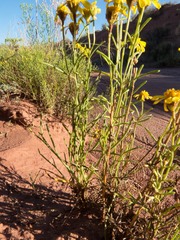 Senecio flaccidus flaccidus