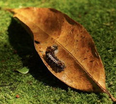 Euproctis chrysorrhoea