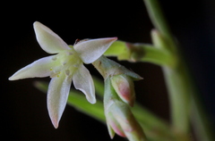 Oxygonum dregeanum