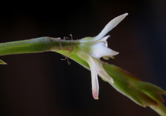 Oxygonum dregeanum