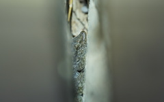 Tarentola delalandii