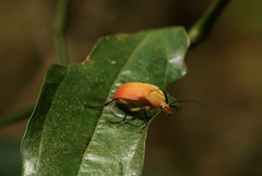 Cistelina