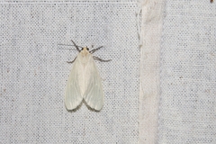 Phaegopterina