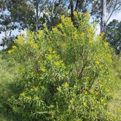 Verbesina virgata