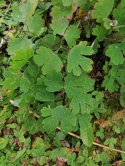 Aquilegia canadensis