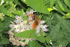 Sphex ashmeadi