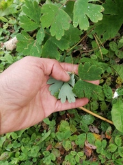 Aquilegia canadensis